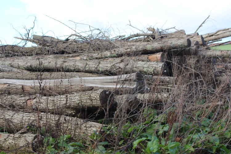Branches et troncs d'arbres à broyer